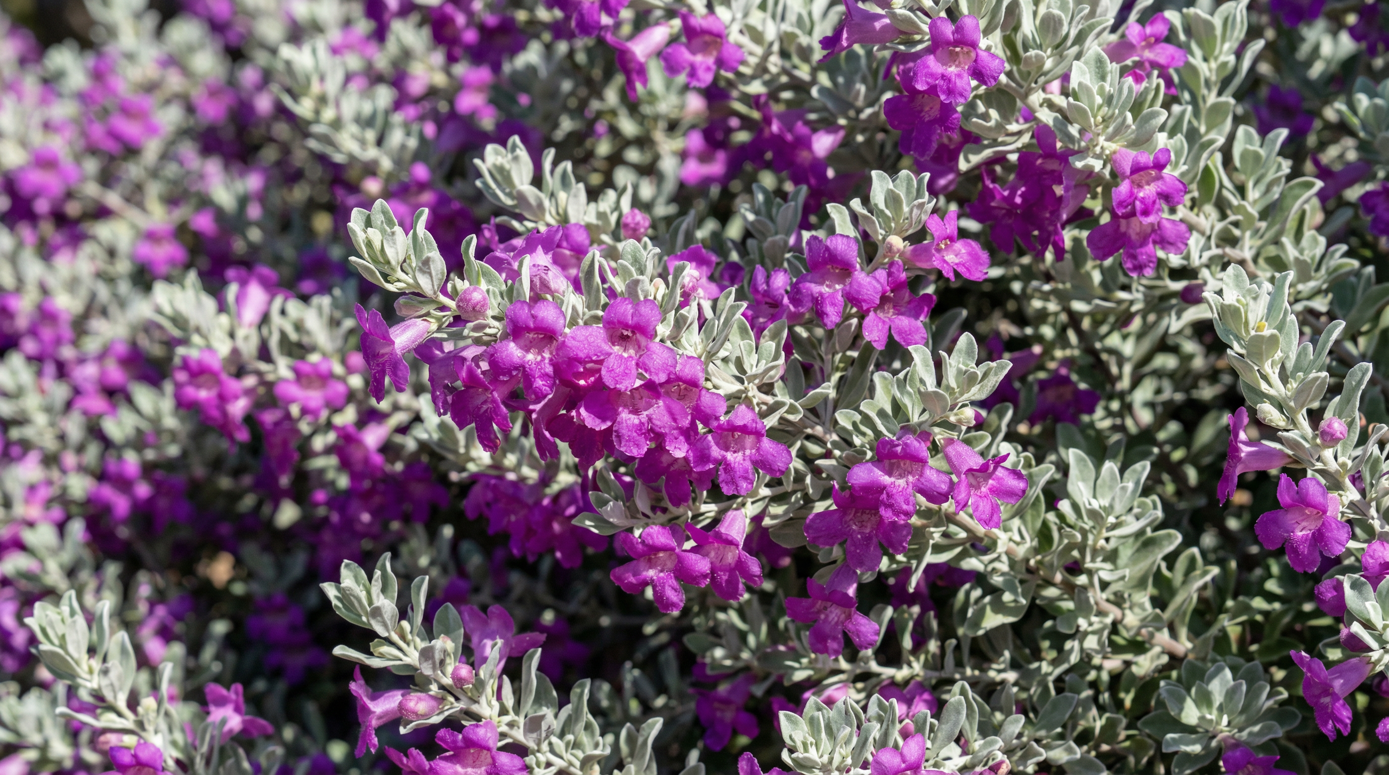 Texas Sage with Purple Flowers