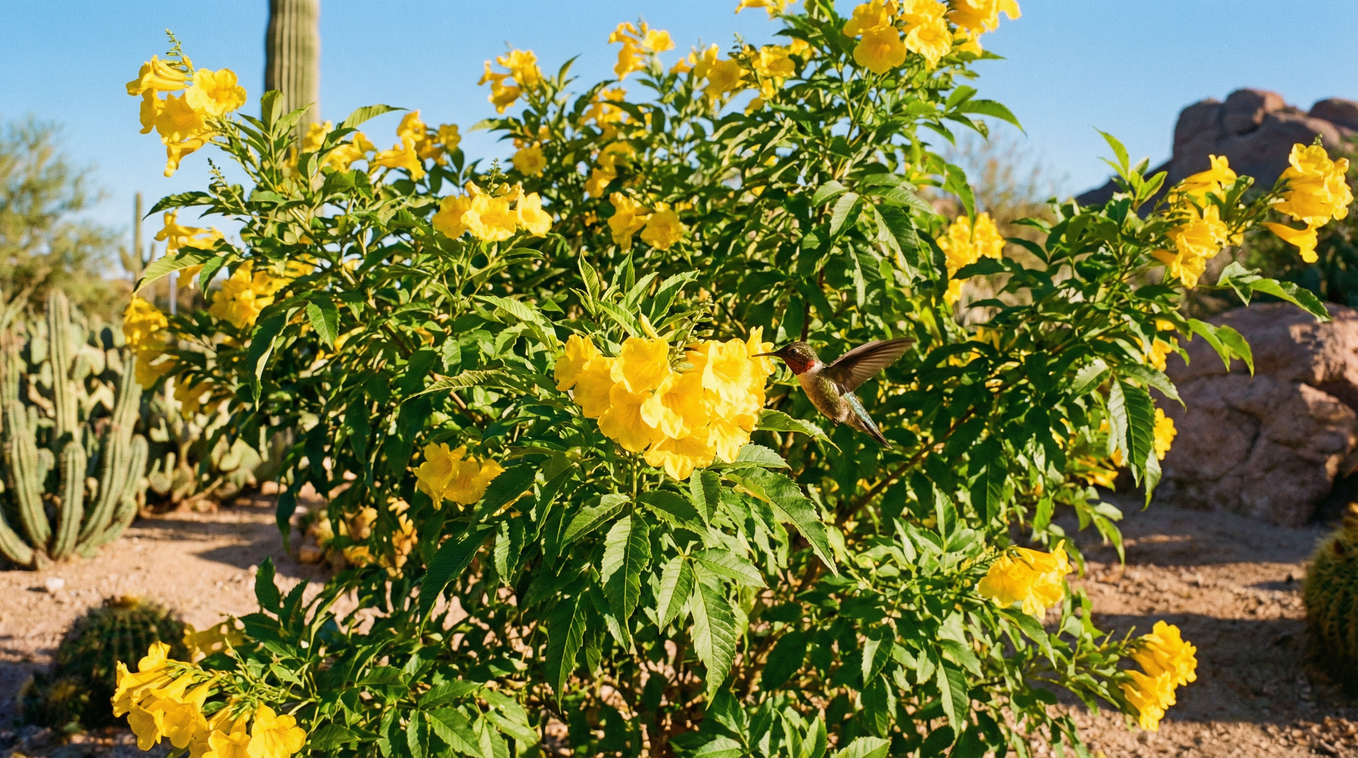Yellow Bells with Hummingbird